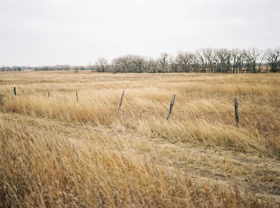 Prairie grassland with a line of cottonwood trees.